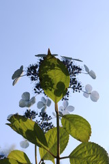 あじさいの花の咲く頃