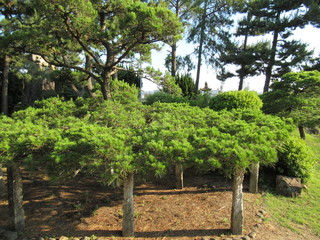 初夏の夕時、夕日に照らされた松