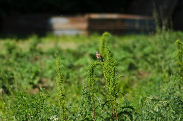 Common linnet bird on the grass