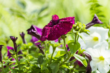 Petunia blooming in the summer