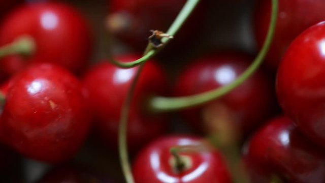 Group of fresh picked cherry fruits close-up