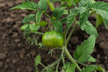 young green tomato in the garden