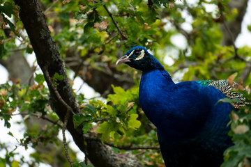 Fototapeta premium Close-up of a beautiful peacock on tree