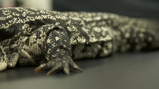 Handheld, close up shot of a white monitor's claws and stomach.