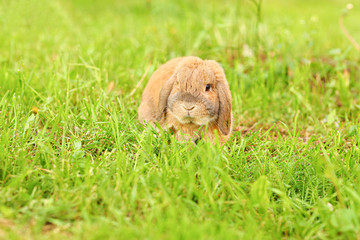 Little lop-eared rabbit sits on the lawn. Dwarf rabbit breed ram at sunset sun. Summer warm day.