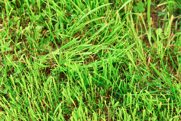Fototapeta premium Green grass. Lawn of grass and clover.