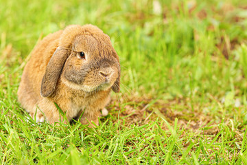 Little lop-eared rabbit sits on the lawn. Dwarf rabbit breed ram at sunset sun. Summer warm day.