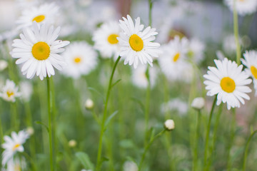 Fototapeta na wymiar Daisy flower on green meadow