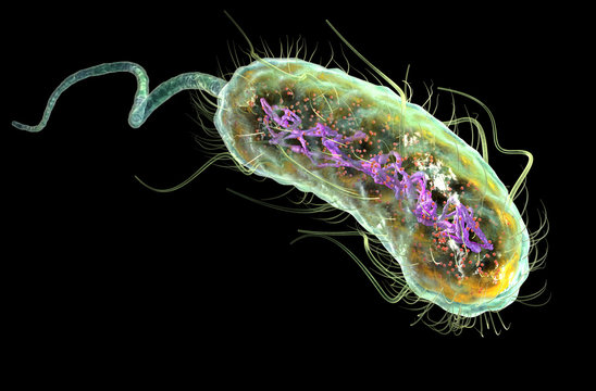 Escherichia coli bacteria (E. coli). Medically accurate 3D illustration, labeled.