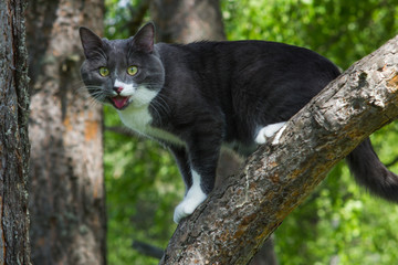 Naklejka na ściany i meble portrait of a gray cat on a tree in the grass