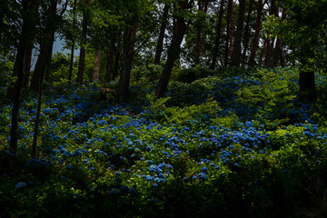新宮の紫陽花