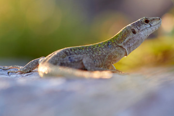 lizard on rock