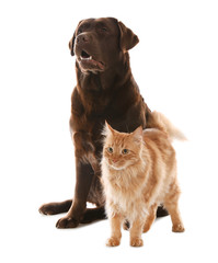 Cat and dog together isolated on white. Fluffy friends © New Africa