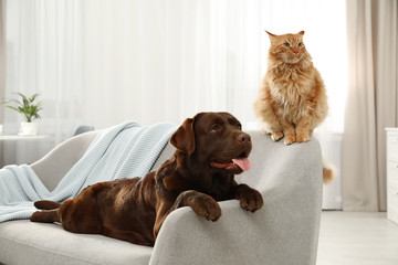 Cat and dog together on sofa indoors. Fluffy friends