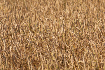 Wheat field, close up image