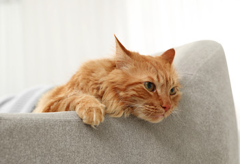 Cute friendly cat lying on sofa indoors