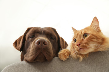 Cat and dog together on sofa indoors. Fluffy friends
