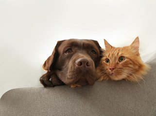 Cat and dog together on sofa indoors. Fluffy friends