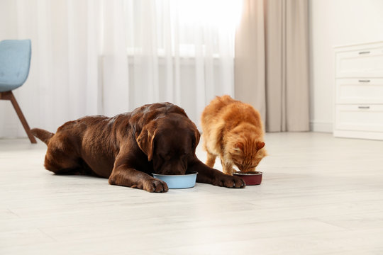 Cat and dog eating together from bowls indoors. Fluffy friends