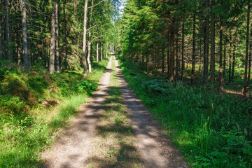Dirt road in a coniferous forest in the summer