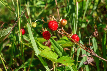 Delicious red Wild strawberries