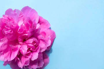 Beautiful pink peony flower on blue background. Copy space for your text. Flat lay, top view. 