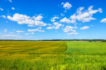 Fototapeta premium Corn field in the country a beautiful summer day