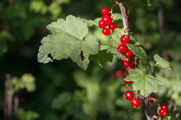 Obraz premium Closeup of redcurrant berries growing on a branch in the garden, selective focus