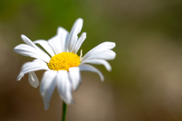 Extreme close-up of a daisy flower on a blurred forest background, selective focus