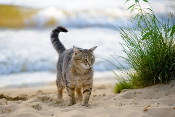 Cat on the beach near the sea