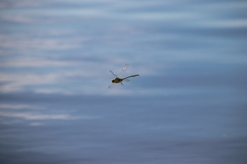Dragonfly in flight in search of food in the summer in nature