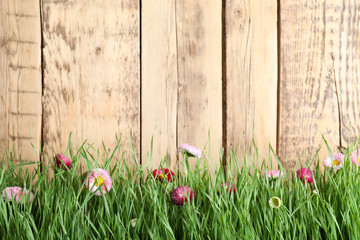 Vibrant green grass with beautiful flowers against wooden background, space for text