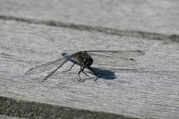 Libellula fulva on a plank footbridge