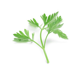 Leaves of fresh tasty parsley on white background
