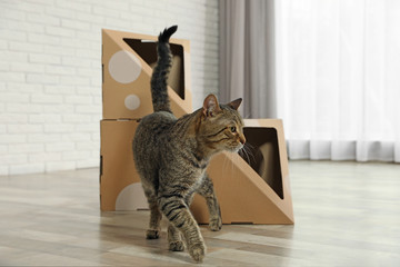 Cute tabby cat near cardboard house in room. Friendly pet