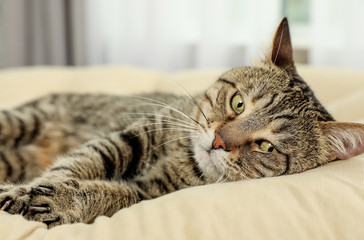Naklejka na ściany i meble Cute tabby cat lying on pillow indoors. Friendly pet