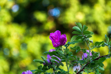 lovely pink rosehip flowers on a warm Sunny day in the city Park