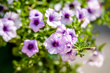 violet petunias grow on flower beds in the city 
