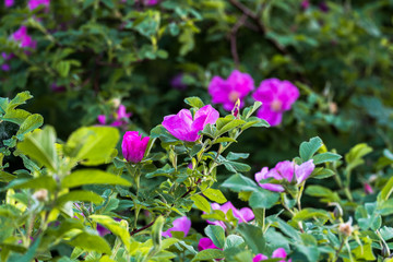 beautiful wild rose flowers in the city Park on a warm June day