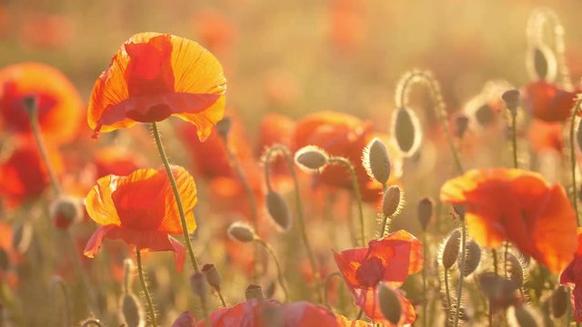 Red and orange poppies fluttering in a dreamy area in Ukraine in the daytime 