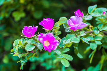 beautiful wild rose flowers in the city Park on a warm June day