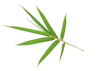 Bamboo leaf isolated on white background with clipping path, Bamboo leaf texture background, Chinese bamboo leaf, Green leaves