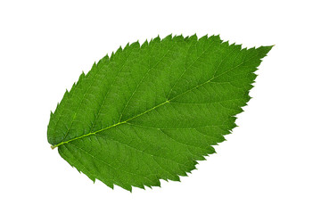 Blackberry fruit leaf closeup