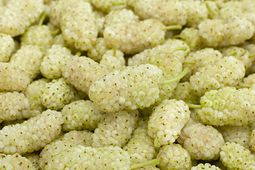 White mulberry background