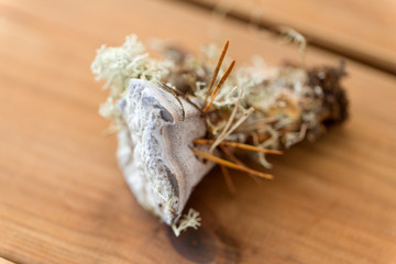 nature, inedible mushrooms and environment concept - hydnellum fungus on wooden background