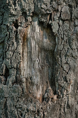 rough texture of tree bark, closeup background. Tree bark template. wood texture with natural pattern. Abstract background and texture for design.