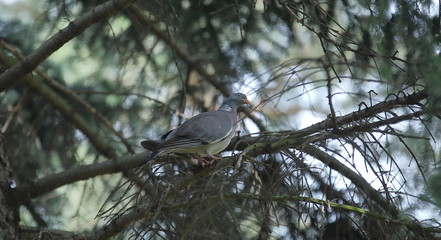 bird on branch