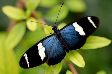 Blue butterfly