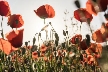 Poppy field at sunset. Wild poppies and buds against the sun