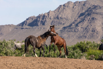 Pair of Wild Horse Stallions Fighting